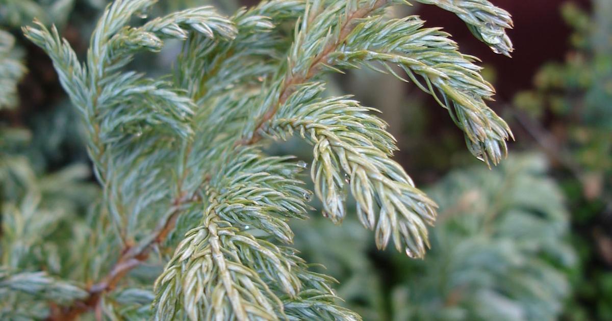 Chamaecyparis Pisifera 'cyano Viridis', Mini Evergreen - View 28 from www redcrocus com