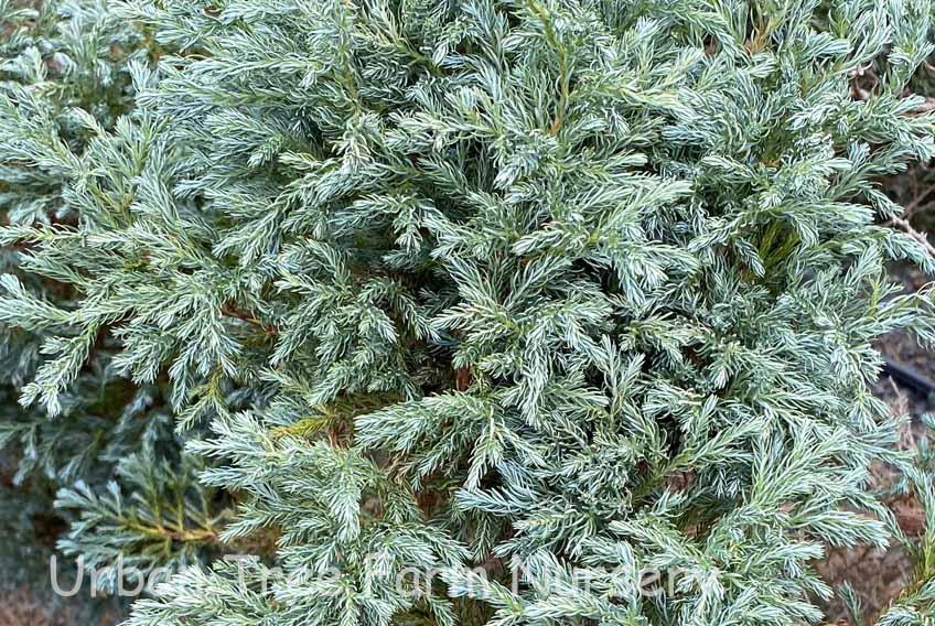Chamaecyparis Pisifera 'cyano Viridis', Mini Evergreen - View 3 from www redcrocus com