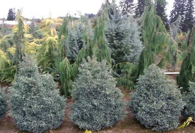Chamaecyparis Pisifera 'cyano Viridis', Mini Evergreen - View 6 from www redcrocus com