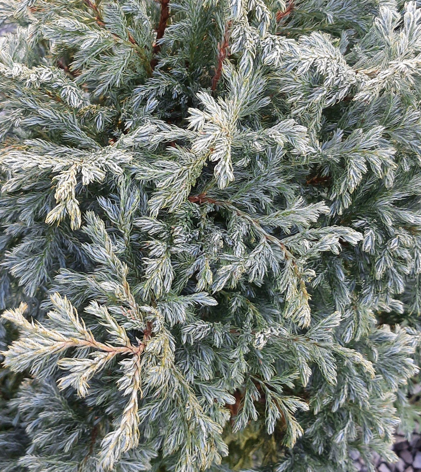 Chamaecyparis Pisifera 'cyano Viridis', Mini Evergreen - View 7 from www redcrocus com