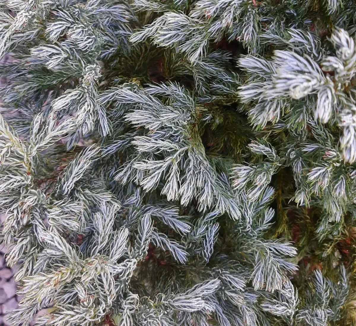 Chamaecyparis Pisifera 'cyano Viridis', Mini Evergreen - View 8 from www redcrocus com