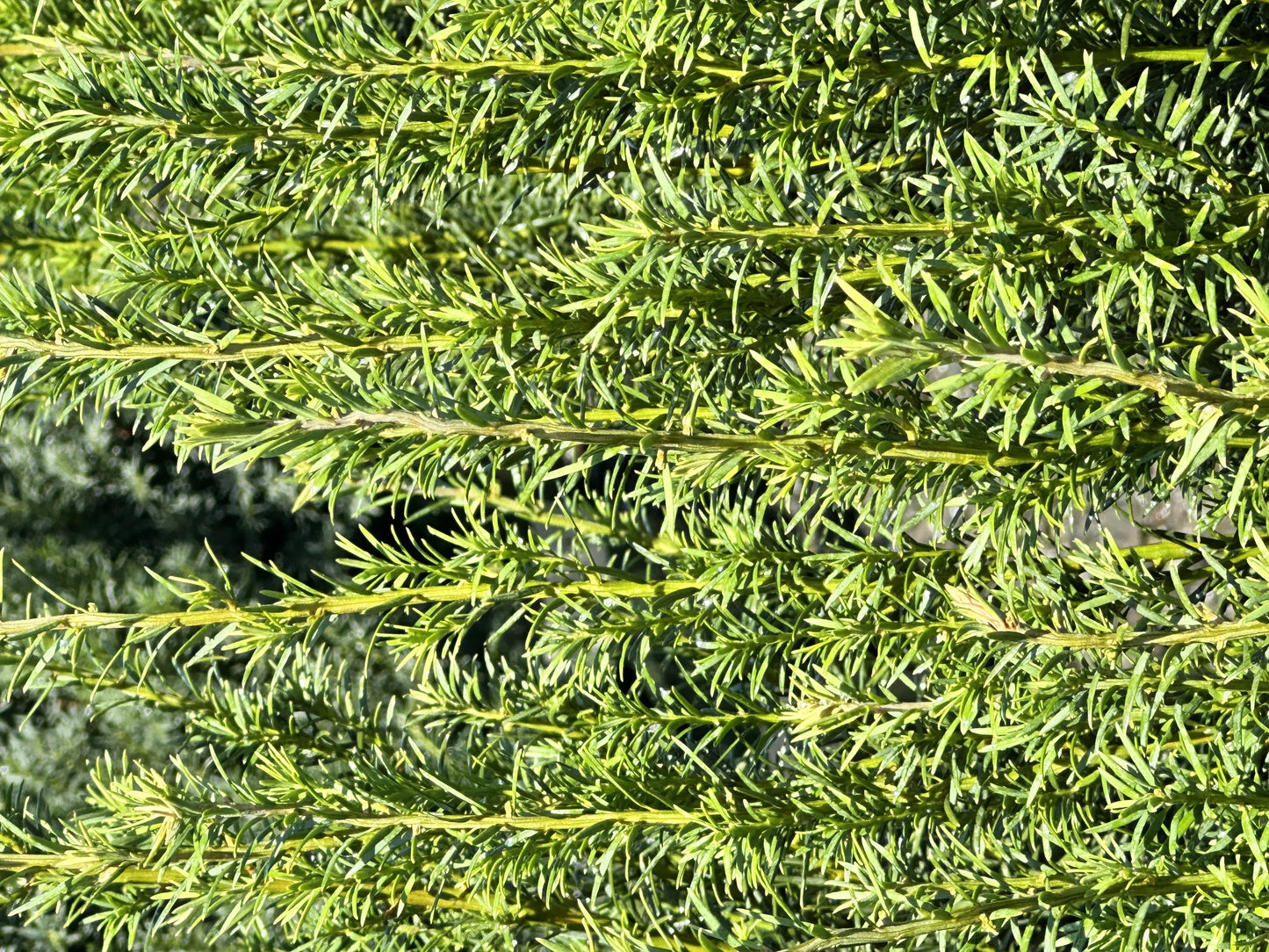 Taxus Media 'h m Eddie' - View 35 from www redcrocus com