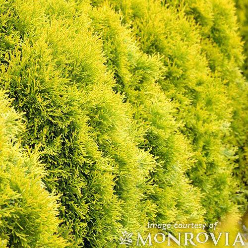 Thuja Occidentalis 'highlights' - View 16 from www redcrocus com