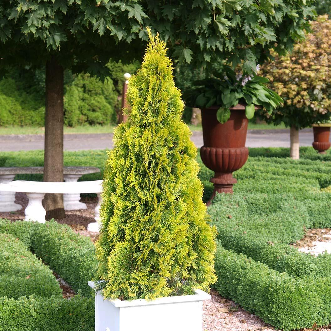 Thuja Occidentalis 'highlights' - View 18 from www redcrocus com