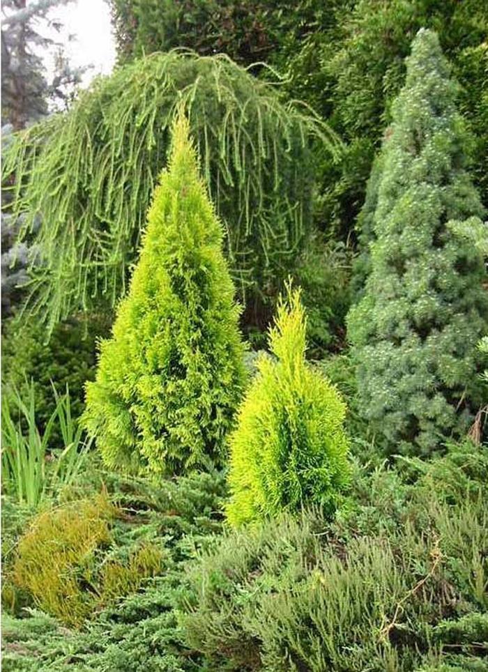 Thuja Occidentalis 'highlights' - View 31 from www redcrocus com