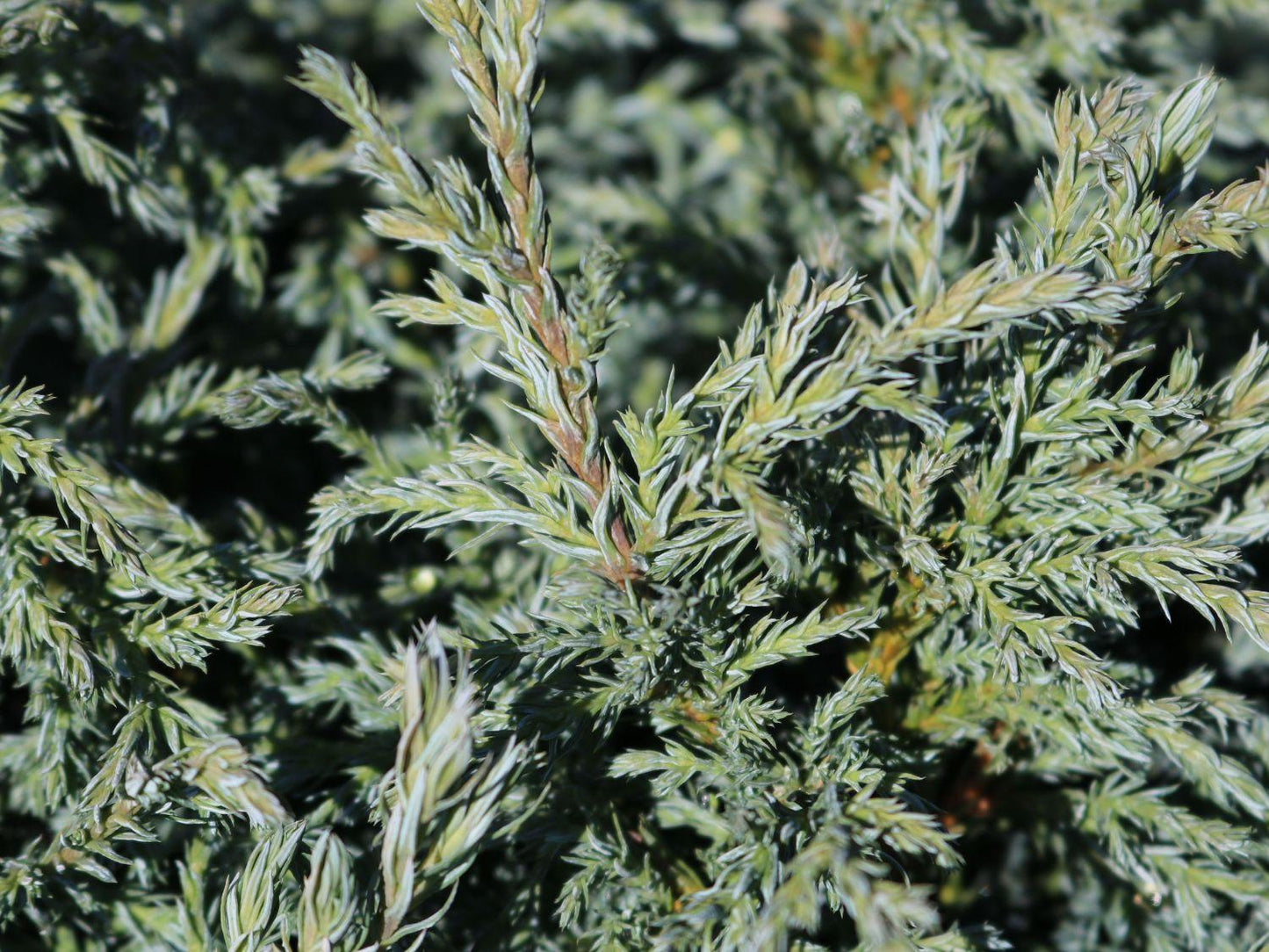 Chamaecyparis Pisifera Baby Blue - View 15 from www redcrocus com