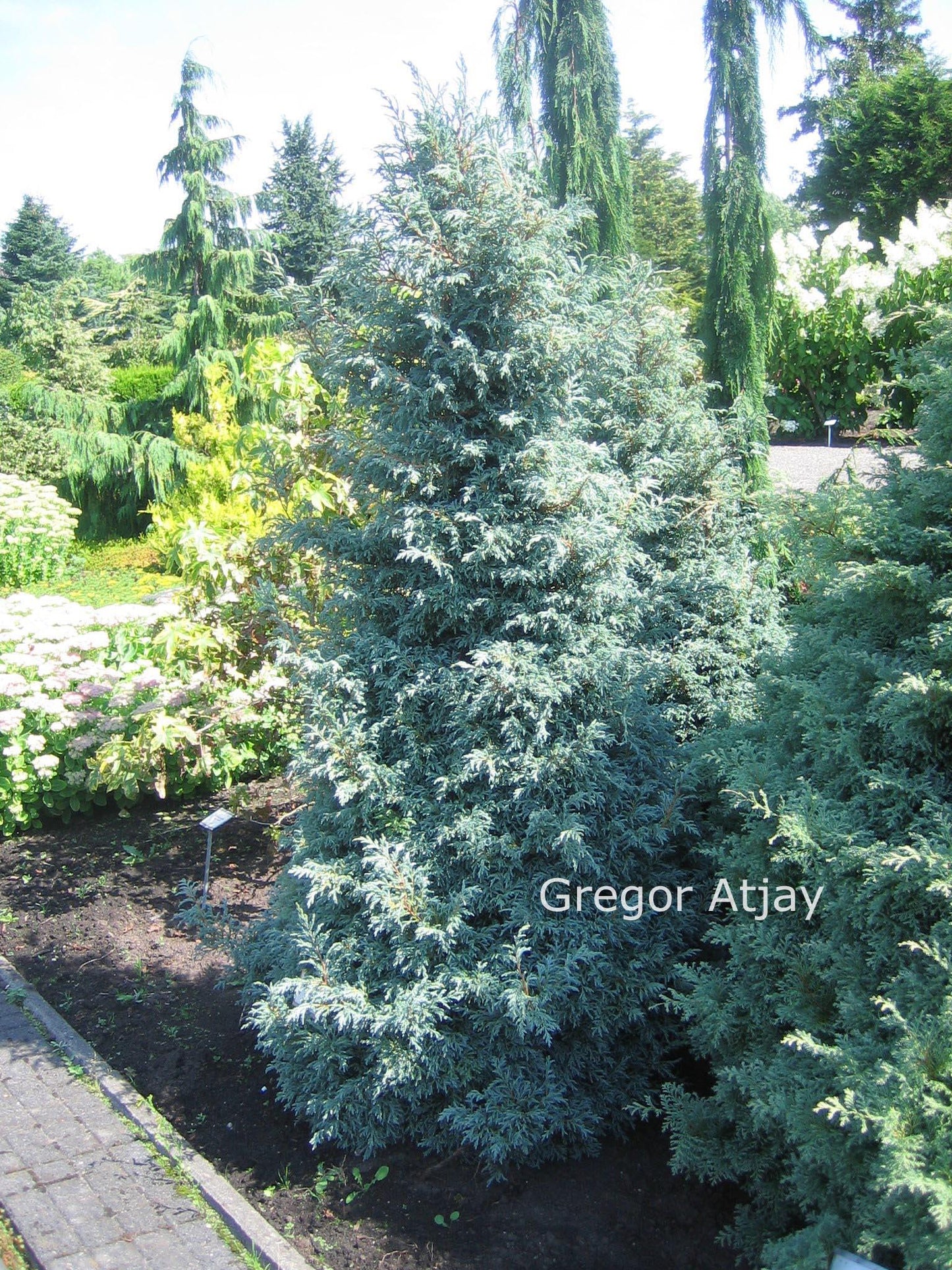 Chamaecyparis Pisifera Baby Blue - View 3 from www redcrocus com