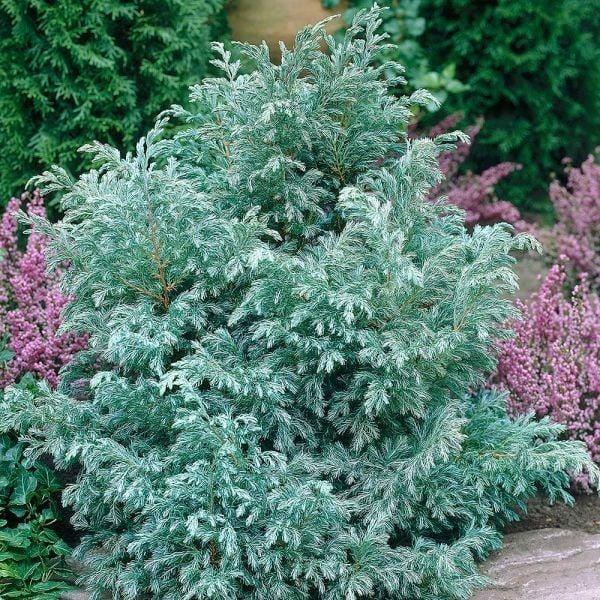 Chamaecyparis Pisifera 'baby Blue' - View 12 from www redcrocus com