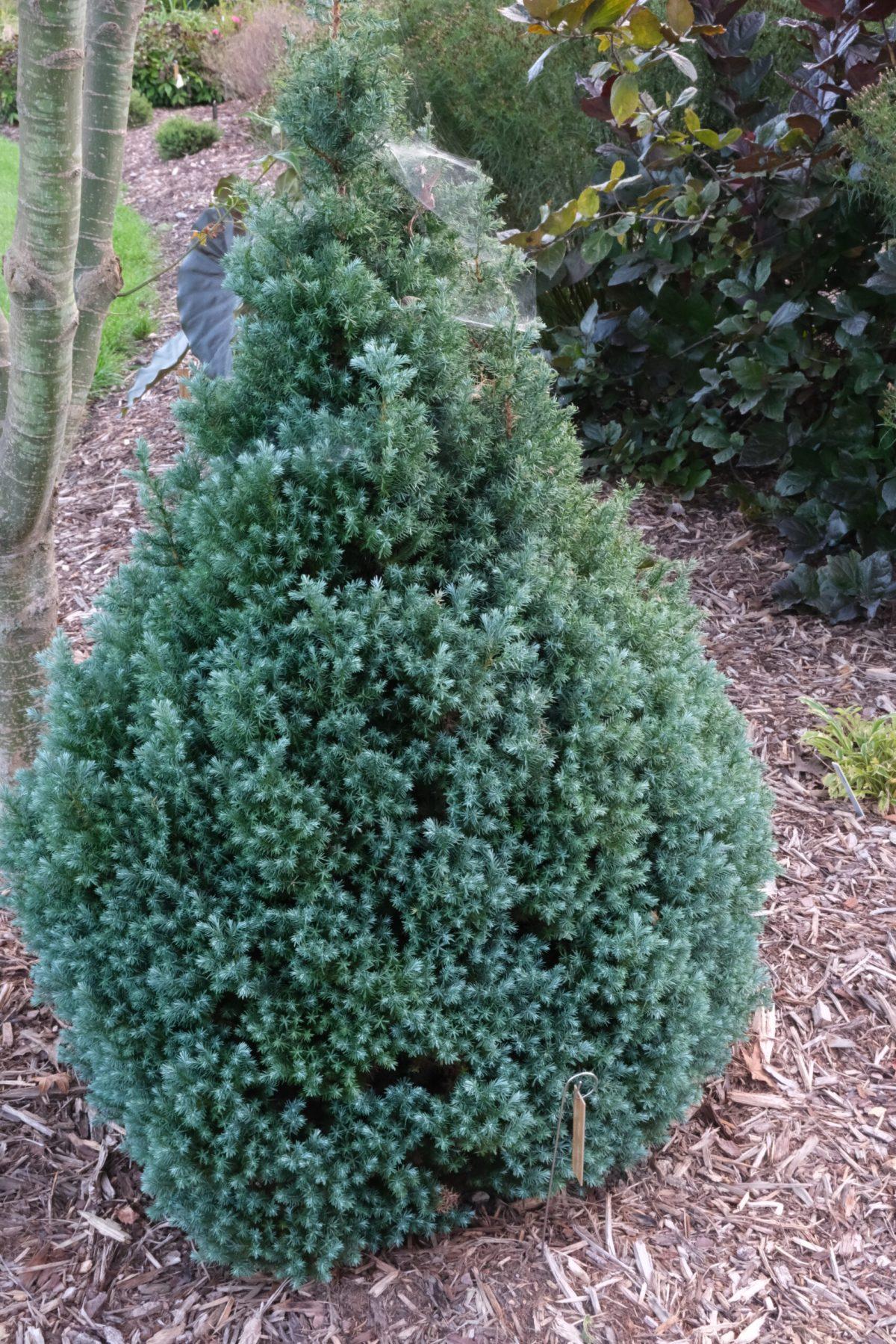 Chamaecyparis Pisifera 'baby Blue' - View 13 from www redcrocus com