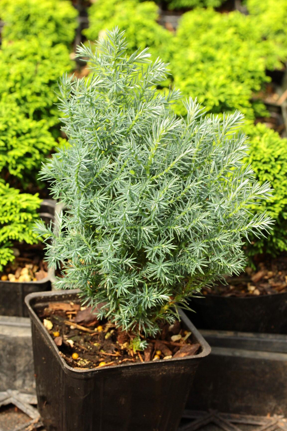 Chamaecyparis Pisifera 'baby Blue' - View 14 from www redcrocus com