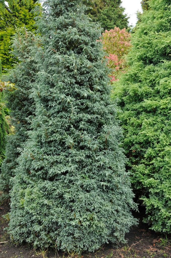 Chamaecyparis Pisifera 'baby Blue' - View 15 from www redcrocus com