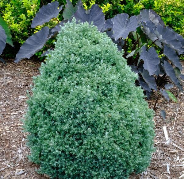 Chamaecyparis Pisifera 'baby Blue' - View 16 from www redcrocus com