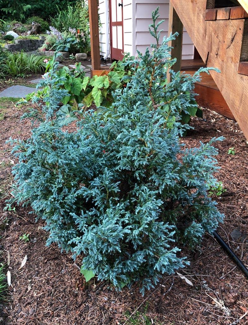 Chamaecyparis Pisifera 'baby Blue' - View 17 from www redcrocus com