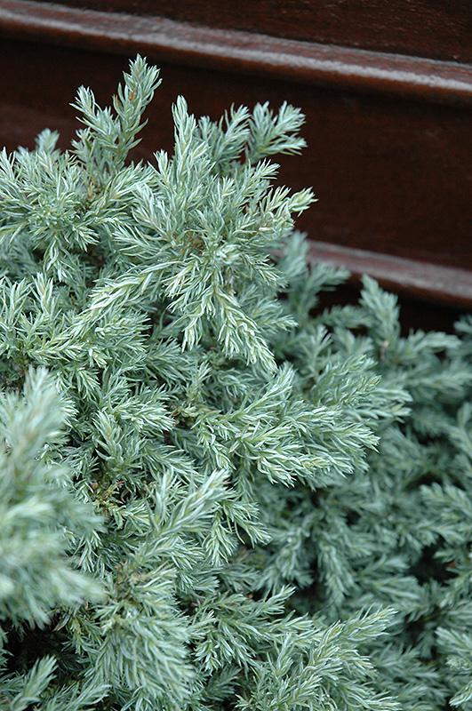 Chamaecyparis Pisifera 'baby Blue' - View 18 from www redcrocus com