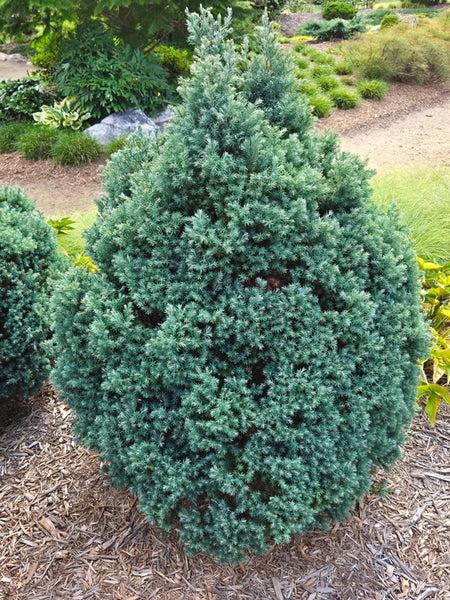 Chamaecyparis Pisifera 'baby Blue' - View 20 from www redcrocus com
