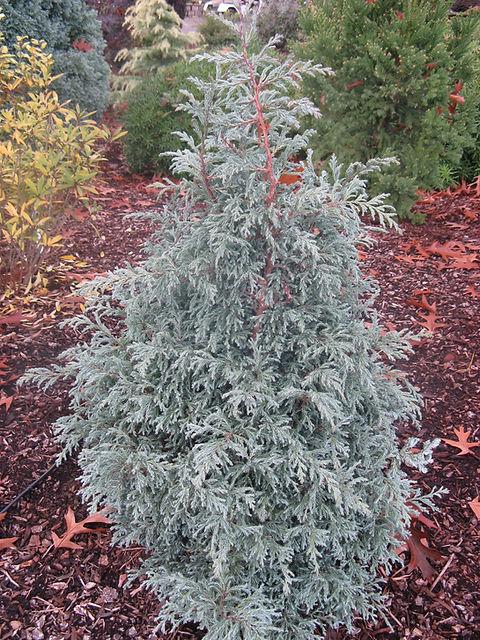Chamaecyparis Pisifera 'baby Blue' - View 21 from www redcrocus com