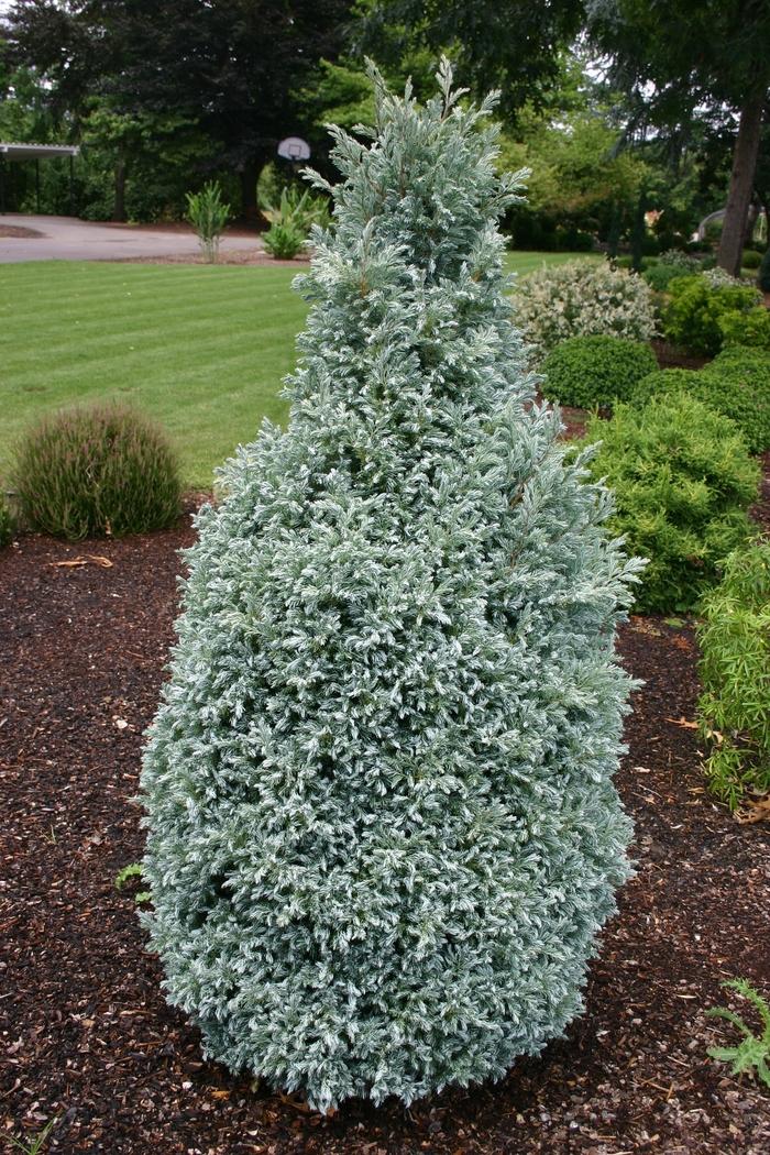 Chamaecyparis Pisifera 'baby Blue' - View 22 from www redcrocus com