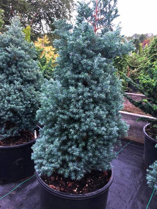 Chamaecyparis Pisifera 'baby Blue' - View 23 from www redcrocus com