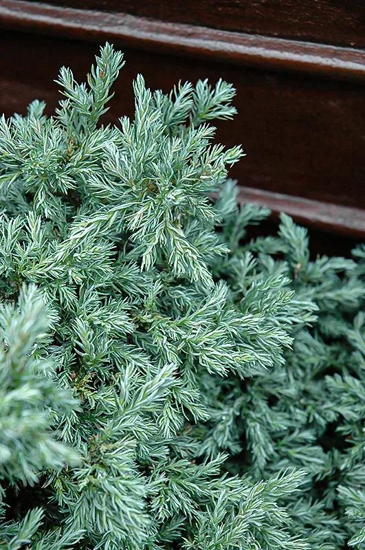 Chamaecyparis Pisifera 'baby Blue' - View 24 from www redcrocus com