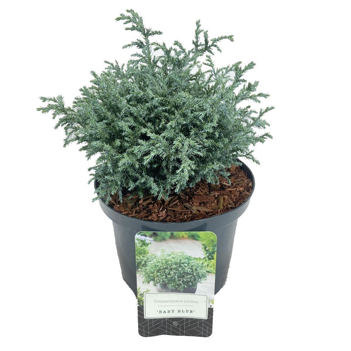 Chamaecyparis Pisifera 'baby Blue' - View 27 from www redcrocus com