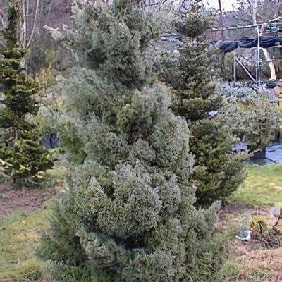 Chamaecyparis Pisifera 'baby Blue' - View 28 from www redcrocus com
