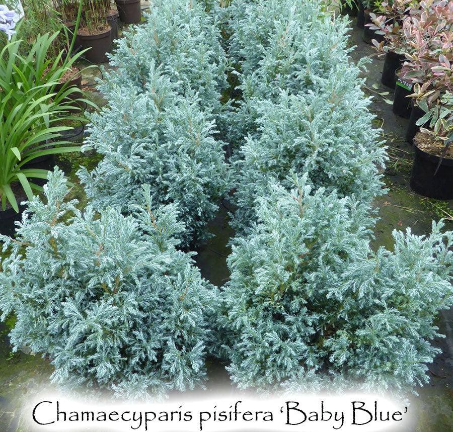 Chamaecyparis Pisifera 'baby Blue' - View 2 from www redcrocus com