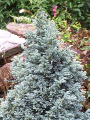 Chamaecyparis Pisifera 'baby Blue' - View 30 from www redcrocus com
