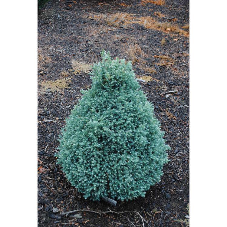 Chamaecyparis Pisifera 'baby Blue' - View 35 from www redcrocus com