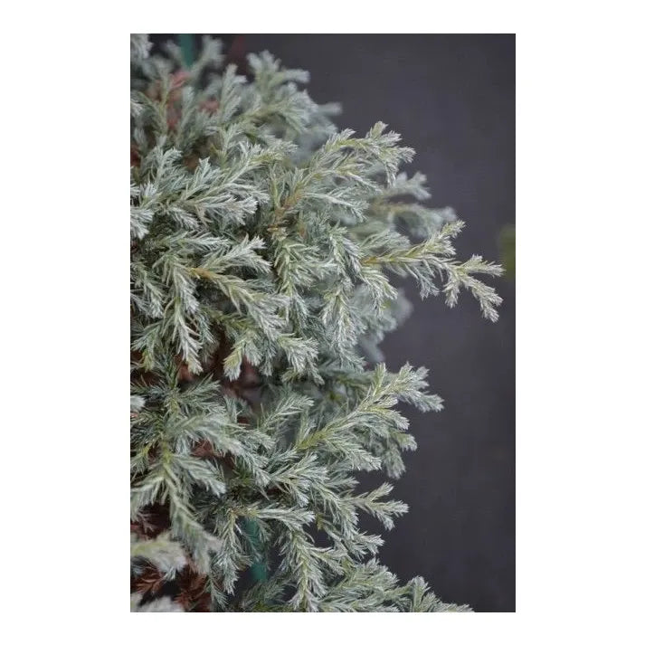 Chamaecyparis Pisifera 'baby Blue' - View 36 from www redcrocus com