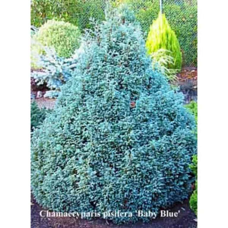 Chamaecyparis Pisifera 'baby Blue' - View 5 from www redcrocus com