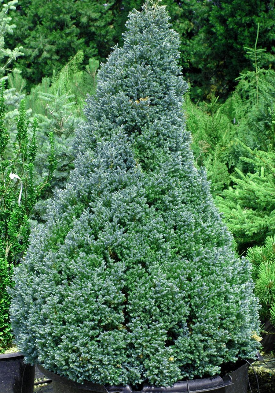 Chamaecyparis Pisifera 'baby Blue' - View 6 from www redcrocus com