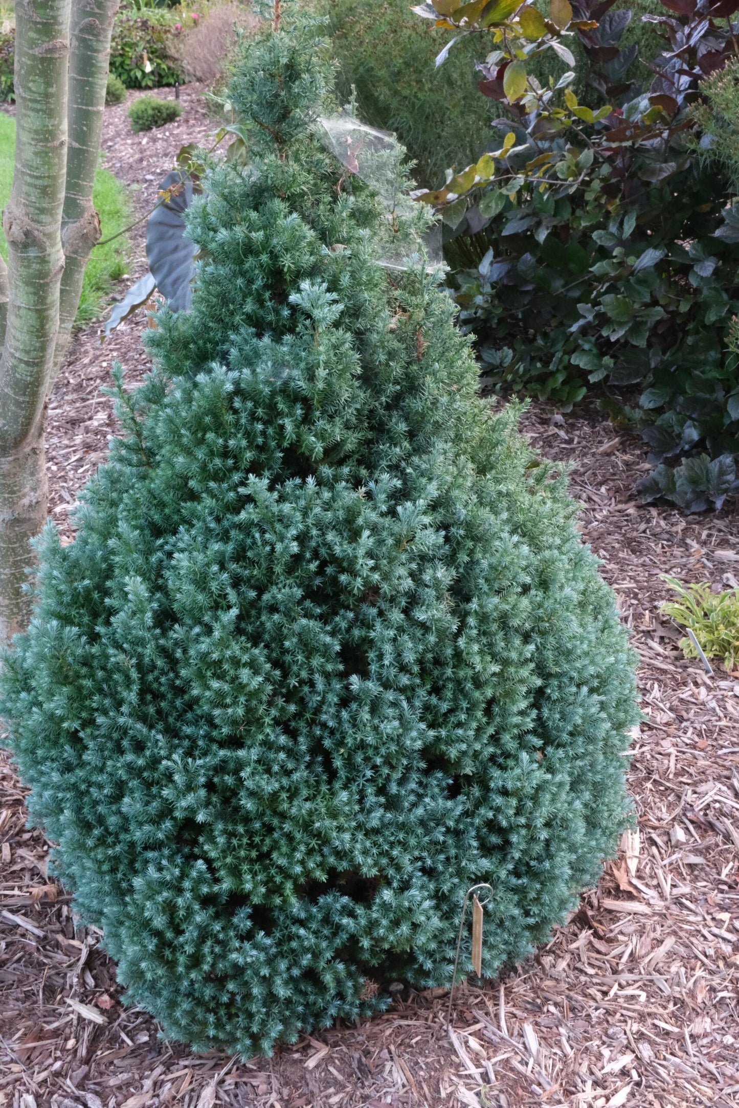 Chamaecyparis Pisifera 'baby Blue' - View 7 from www redcrocus com