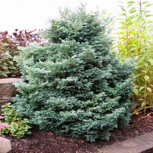 Chamaecyparis Pisifera 'baby Blue' - View 8 from www redcrocus com
