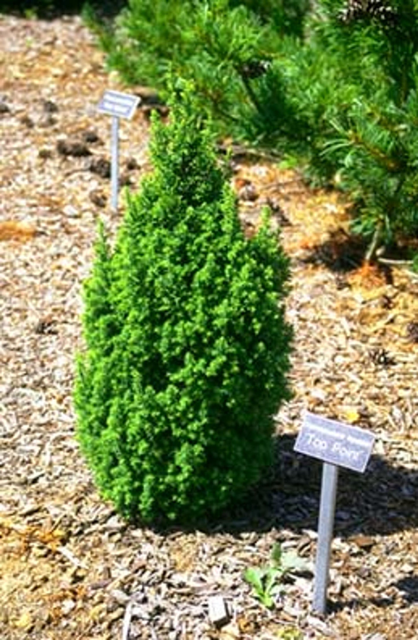 Chamaecyparis Thyoides Top Point - View 10 from www redcrocus com
