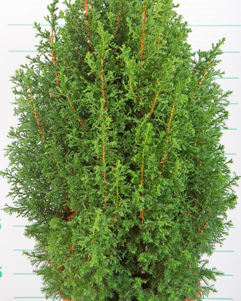Chamaecyparis Thyoides Top Point - View 11 from www redcrocus com