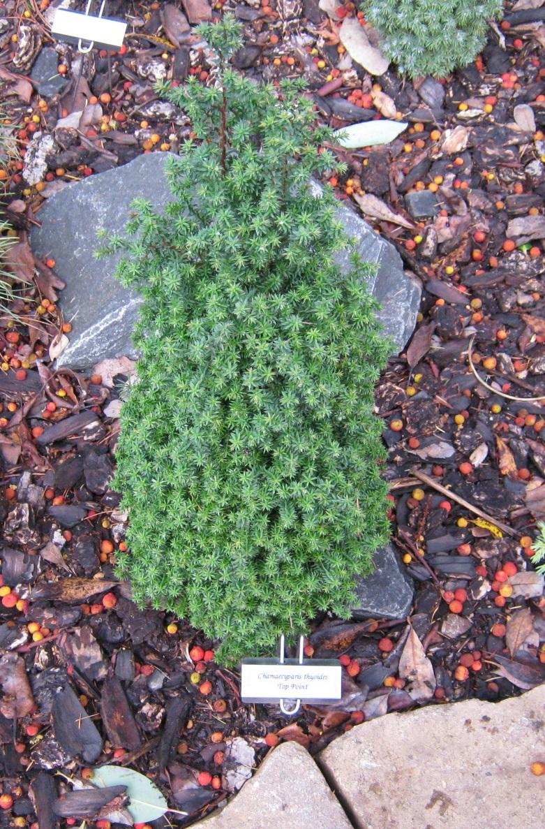Chamaecyparis Thyoides Top Point - View 16 from www redcrocus com