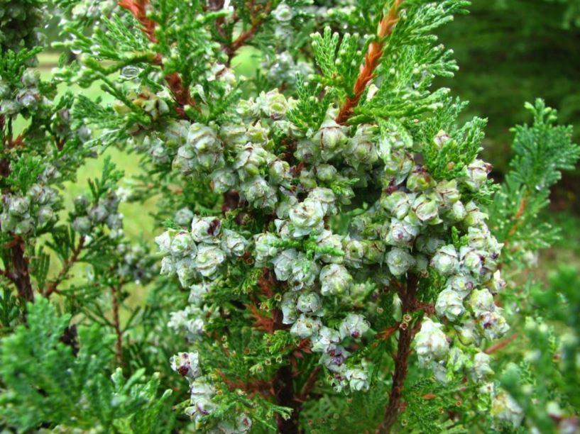 Chamaecyparis Thyoides Top Point - View 1 from www redcrocus com