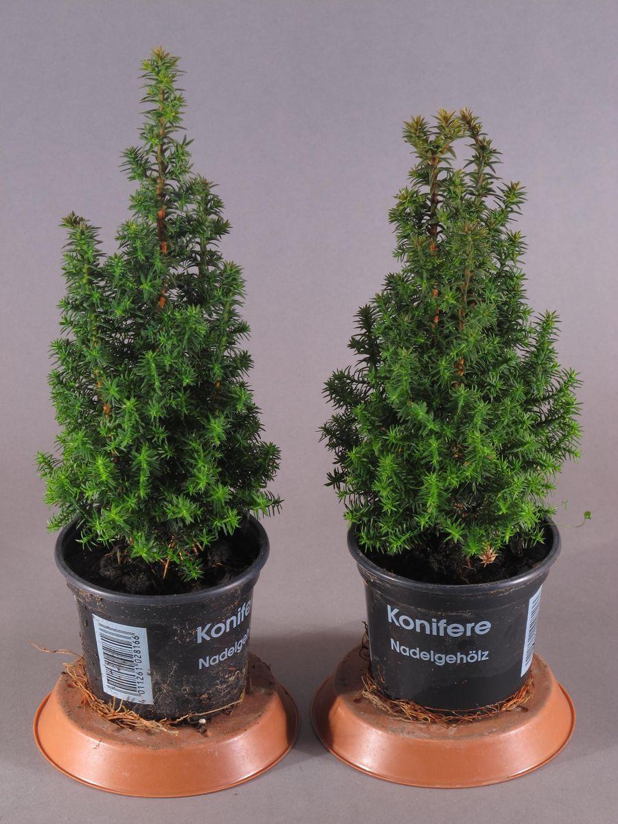 Chamaecyparis Thyoides Top Point - View 2 from www redcrocus com