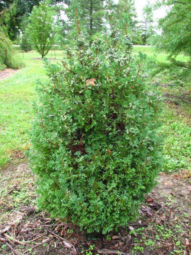 Chamaecyparis Thyoides Top Point - View 4 from www redcrocus com
