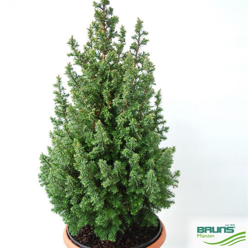 Chamaecyparis Thyoides Top Point - View 6 from www redcrocus com