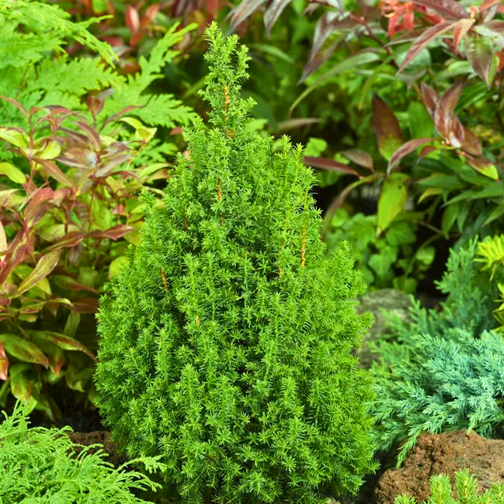 Chamaecyparis Thyoides Top Point - View 8 from www redcrocus com