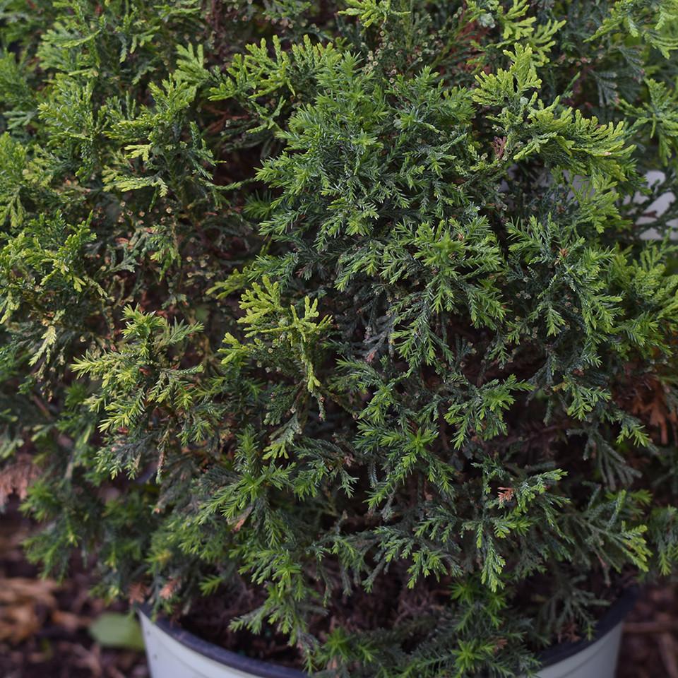 Chamaecyparis Thyoides Top Point - View 8 from www redcrocus com