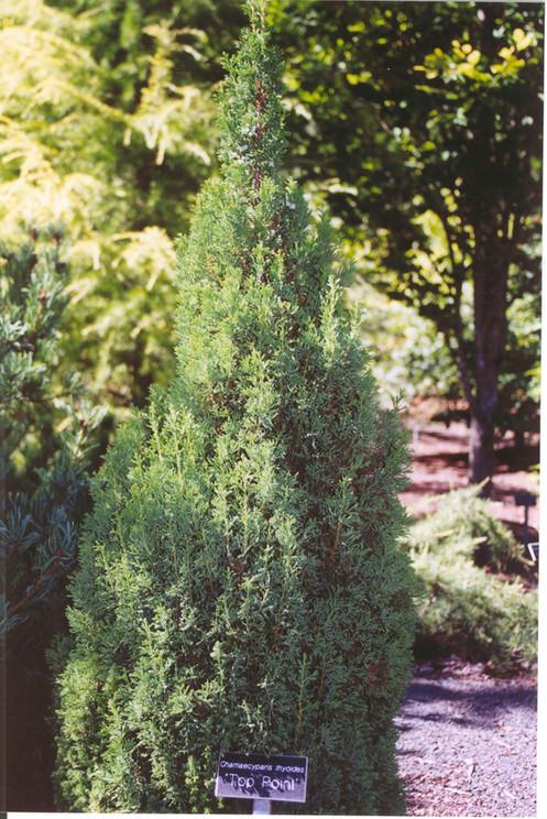 Chamaecyparis Thyoides Top Point - View 9 from www redcrocus com