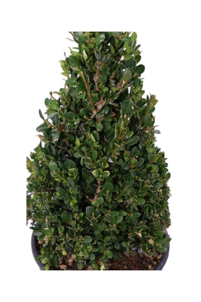 Buxus Microphylla Faulkner Pyramid - View 11 from www redcrocus com