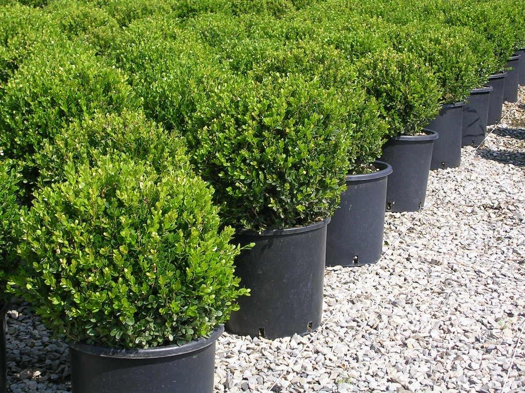 Buxus Microphylla Faulkner Pyramid - View 13 from www redcrocus com