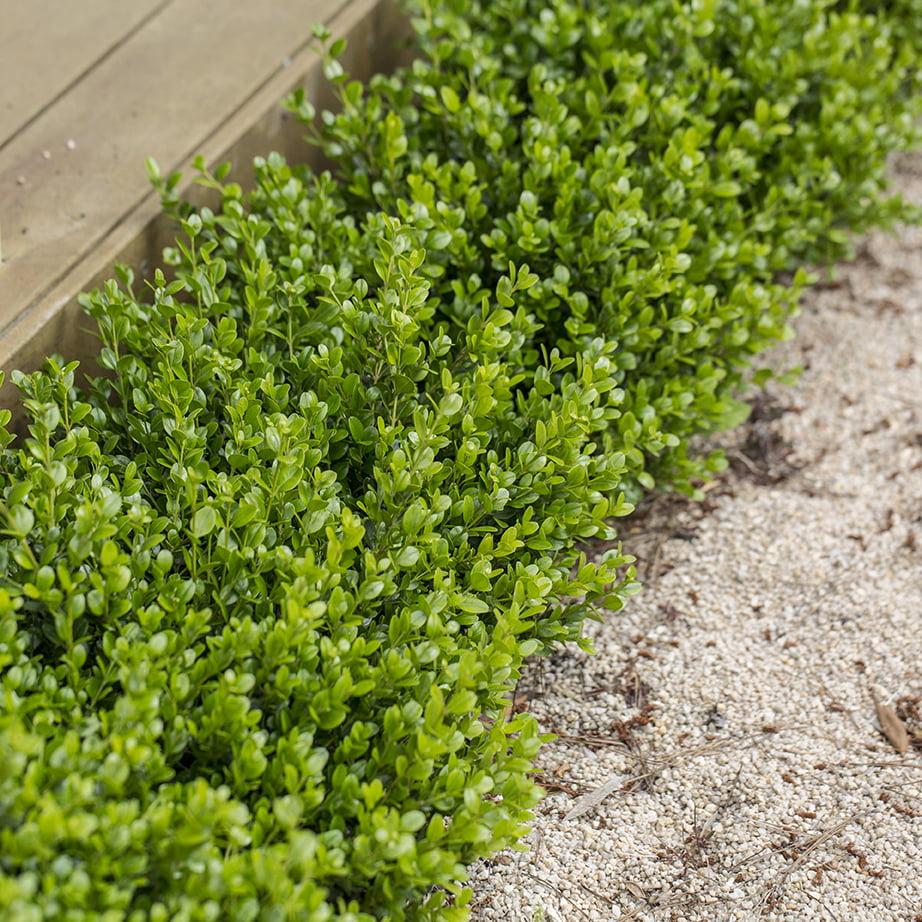 Buxus Microphylla Faulkner Pyramid - View 14 from www redcrocus com