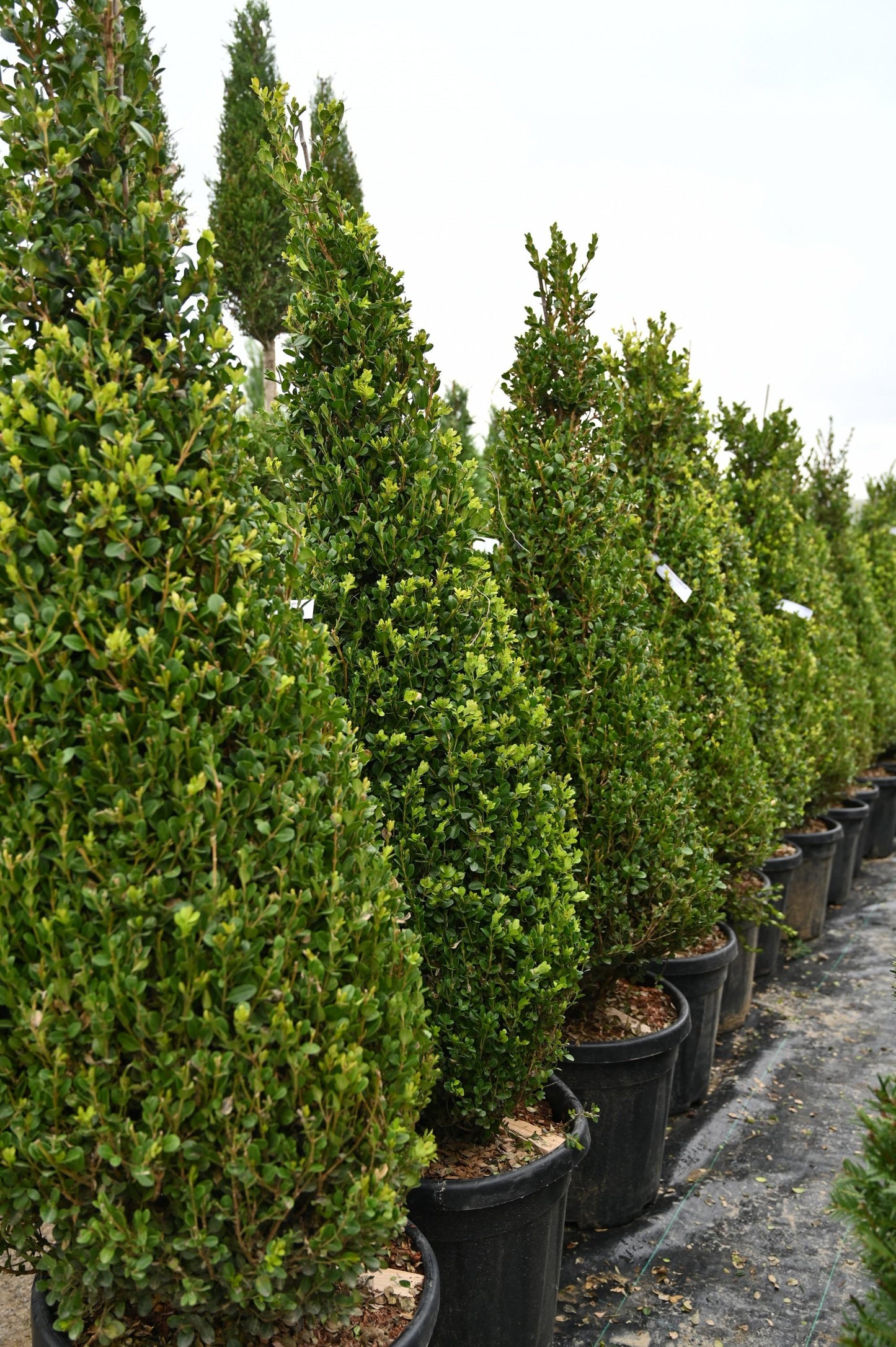 Buxus Microphylla Faulkner Pyramid - View 15 from www redcrocus com