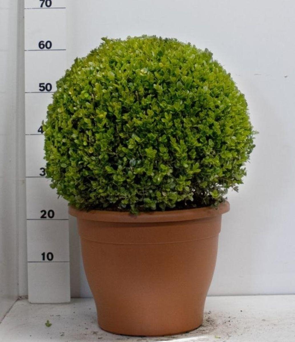 Buxus Microphylla Faulkner Pyramid - View 16 from www redcrocus com