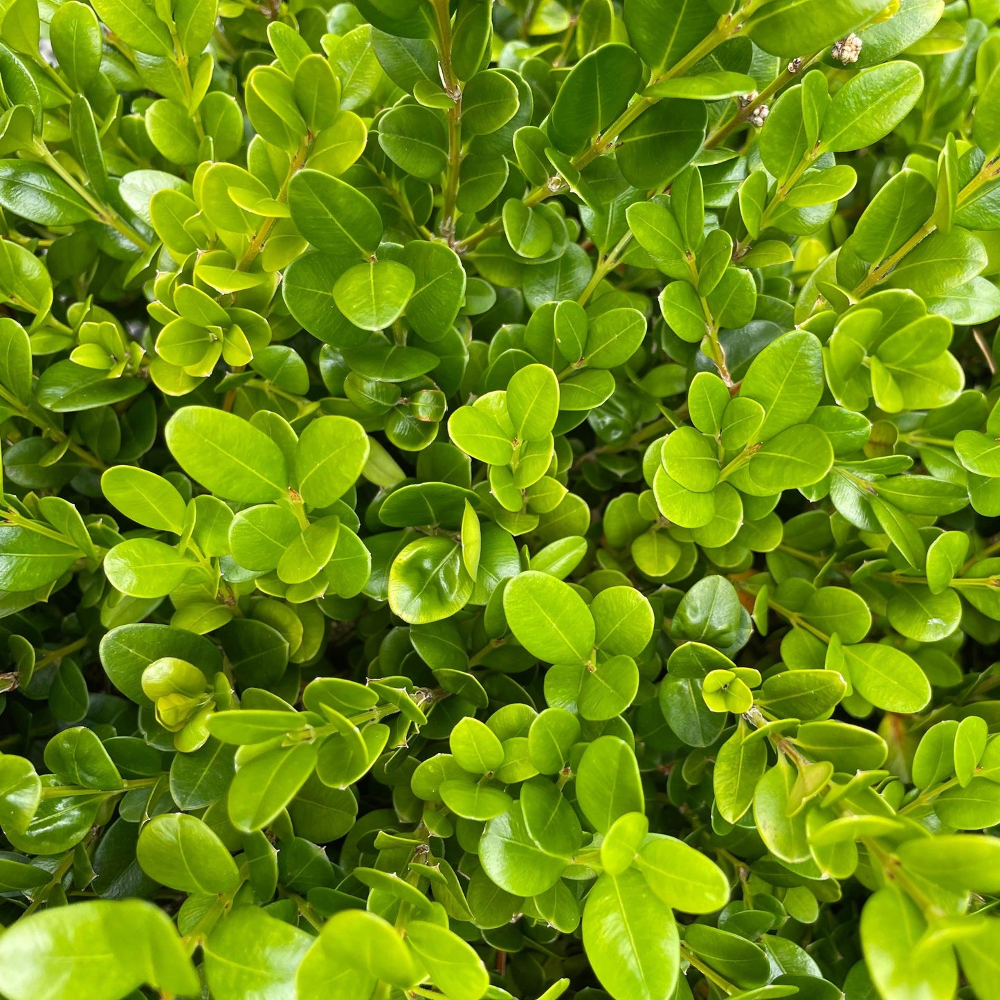 Buxus Microphylla Faulkner Pyramid - View 17 from www redcrocus com