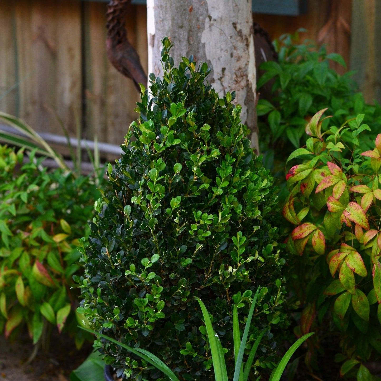Buxus Microphylla Faulkner Pyramid - View 2 from www redcrocus com